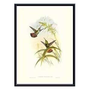   Gould Hummingbird I   Artist John Gould  Poster Size 24 X 17 Home