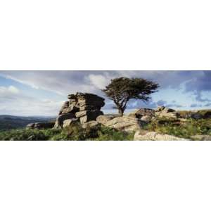  Tree Near Rocks, Haytor Rocks, Dartmoor, Devon, England by 