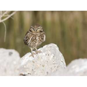  Burrowing Owl, Salton Sea Area, Imperial County 
