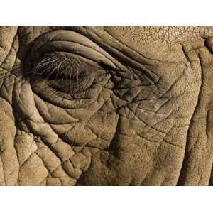  Close Up of the Eye of an African Elephant, Loxodonta 