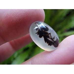  Zs6917 Gemqz Dendritic Tree Agate Oval Cabochon Lovely 