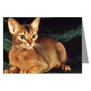 Ruddy Abyssinian Cat Greeting Cards 6 Friends Greeting Cards Pk of 10 