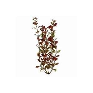  6 PACK ROTALA AQUARIUM PLANT, Color: GREEN; Size: 9 INCHES 