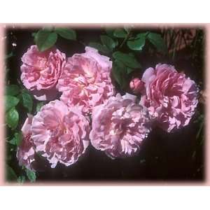   Mary Rose (Rosa English Rose)   Bare Root Rose: Patio, Lawn & Garden