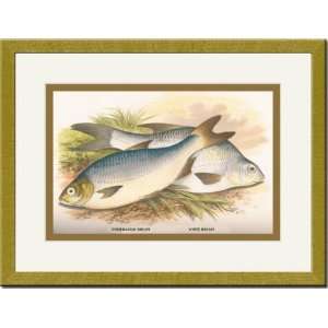   Framed/Matted Print 17x23, Pomeranian and White Bream