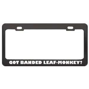   Monkey? Animals Pets Black Metal License Plate Frame Holder Border Tag