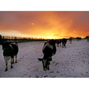 Cows Walk in a Snow Covered Field as Sunset Falls Premium Photographic 
