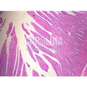 Mammal Smooth Muscle, c.s. Microscope Slide, 7 u  