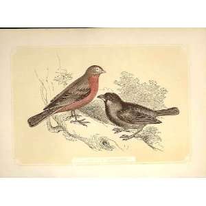 Linet & Sparrow 1860 Coloured Engraving Birds 