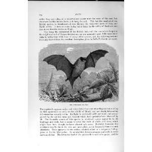 NATURAL HISTORY 1893 94 PIPISTRELLE ENGLISH BAT