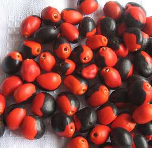 50 HUAYRURO LARGE BIG BEADS  Forest Seeds Peru Brazil Colombia 