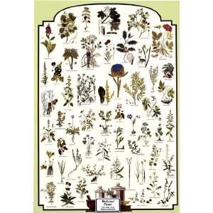 Medicinal Plants by Unknown 27x39:  Home & Kitchen
