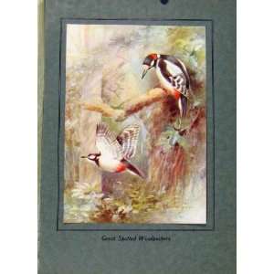  Birds In Flight C1922 Great Spotted Woodpeckers Color 