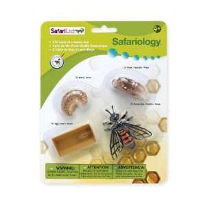  Safariology Life Cycle of a Honey Bee Toys & Games