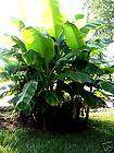 Musa Basjoo   Cold hardy tropical plant. Banana  