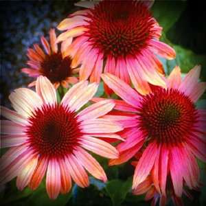  Sunset Coneflower Seed Pack Patio, Lawn & Garden