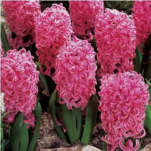   : 10 Fragrant Pink Pearl Hyacinth Flower Bulbs: Patio, Lawn & Garden