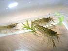 Self Cloning Marble Crayfish endless live food supply 3 for $10