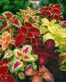 FLOWER SEEDS: KING KONG MIX COLEUS  ANNUAL FLOWERS SEED  