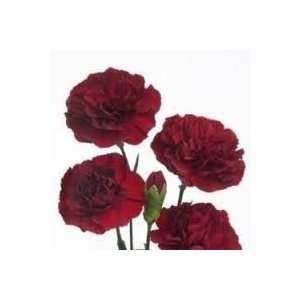  Burgundy   Mini Carnations   160 stems: Arts, Crafts 