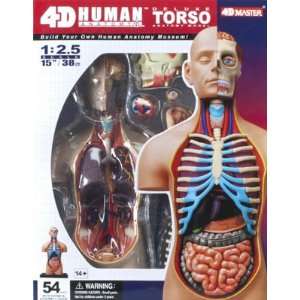   25 Visible Super Dlx Human Torso Anatomy Kit (Science): Toys & Games
