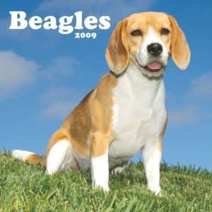  Beagles 2009 Wall Calendar 12 X 12
