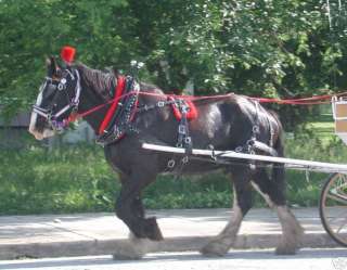 Amish made biothane or beta standardsize horse harness  