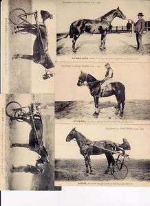 HORSES HORSE SPORT 390 Vintage Postcards pre 1915  