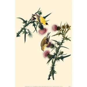  American Goldfinch Poster