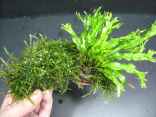 peacock moss &Windelov fern+Driftwood   plant(PD07)  
