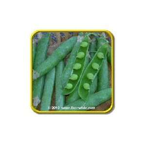  Mr Big Pea   Garden Pea Seeds   Jumbo Seed Packet (150 