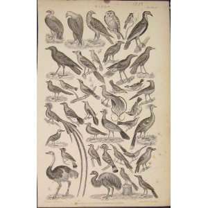    Popular Encyclopedia Birds Owl Eagle Ostrich Print