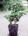 bonsai tree  