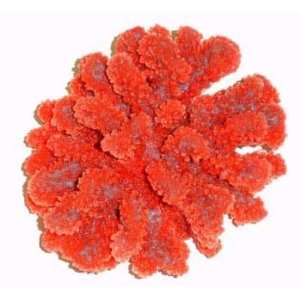 Red Sea Deco Art Resin Ornament Large Stylophora Red Pet 