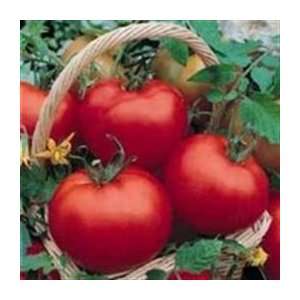  Organic Ace Tomato   1/128oz. Bulk Vegetable Seed Patio 