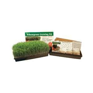   Pantry WGK DE Wheat Grass Growing Kit 