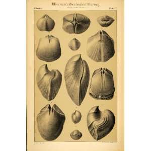  1882 Spirifera Radiata Pentamerus Fossils Shells Wis 