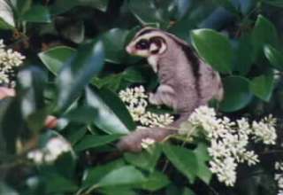 Sugar Gliders loves nectar and pollen.