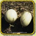 Lb   Honey Rock   Bulk Melon Seeds