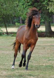 Calimero   ein bildschönes Pony mit viel Ausstrahlung   Jährlings in 