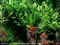Java Fern x 10 bunches   Ideal for 75 Gallon Tank  
