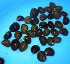 nerite snails for freshwater plant aquarium foru expedited shipping