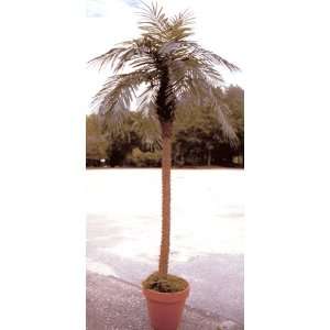  12 Giant Deluxe Phoenix Palm Tree