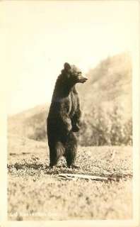 AK BLACK BEAR STANDING UP REAL PHOTO R65285  