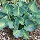 hosta rhino hide large thick corrugated blue variegated live potted