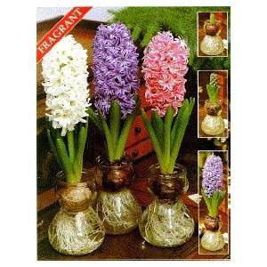  Clear Hyacinth Vase with Bulb   Choose Red, Pink, White 