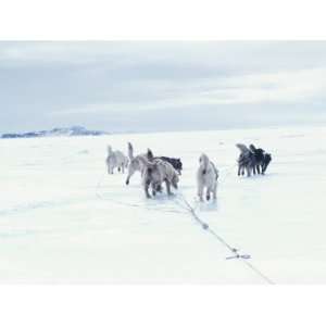  Sled Dogs Pulling Rope in Barren and Snow Covered Field 