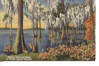 Cypress Trees in Florida Cypress Gardens, 1956, Used  
