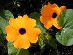 Thunbergia alata Mixed Color Flowers Exotic Vine SEEDS  
