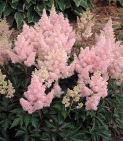   ~SISTER THERESA~HARDY PERENNIAL SHADE PLANT,GREAT CUT FLOWER  